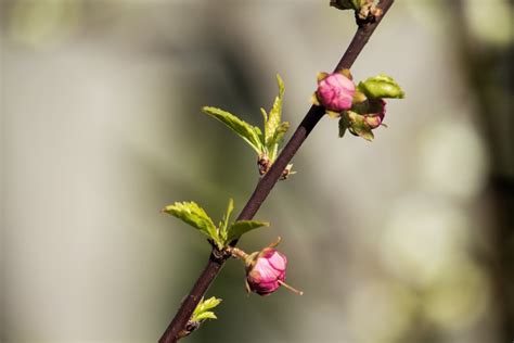 Kostenlose Foto Baum Natur Ast Bl Hen Fotografie Frucht Beere