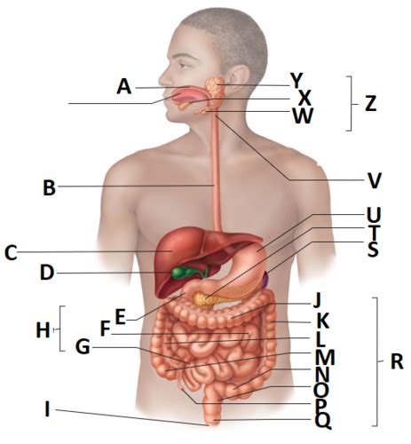 LAB Digestive Organs Diagram Flashcards Quizlet