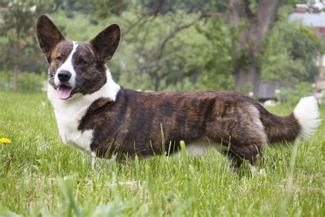 Cardigan Welsh Corgi Dogs