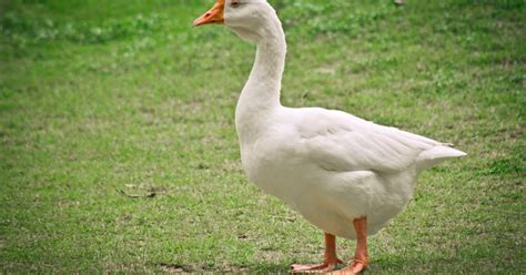 Goose's Reaction to Hearing Gosling Babies for the First Time Is Everything - PetHelpful