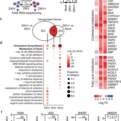 Zikv Infection Of Human Modcs Increases Srebp Recruitment And