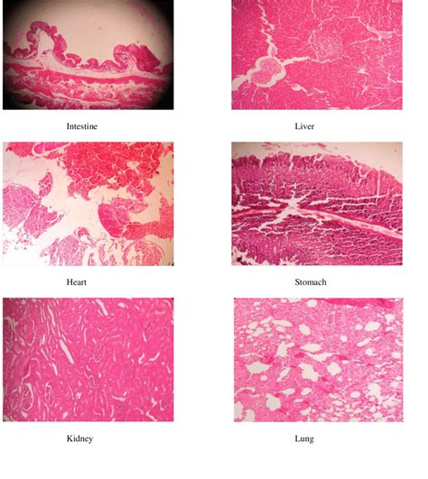 Histology Of Organs Of Representative Rabbits In Groups 2 And3 Showing