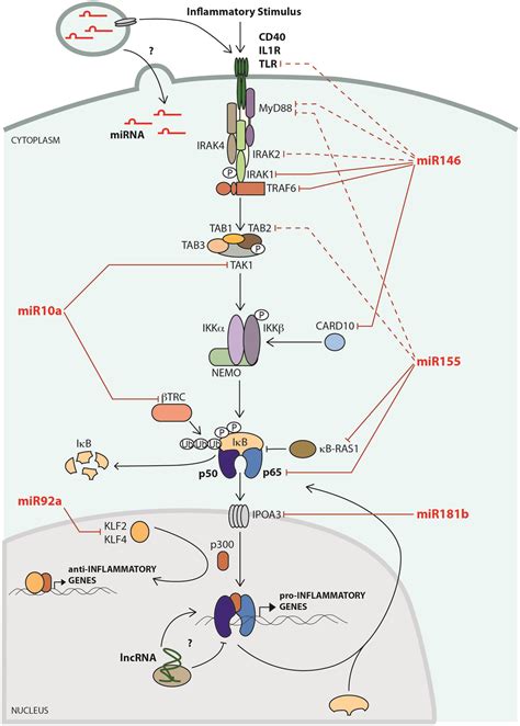 Frontiers Noncoding Rnas Regulate Nf κb Signaling To Modulate Blood