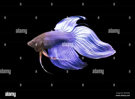 Betta Blue Veiltail Vt Male Or Plakat Fighting Fish Splendens On Black