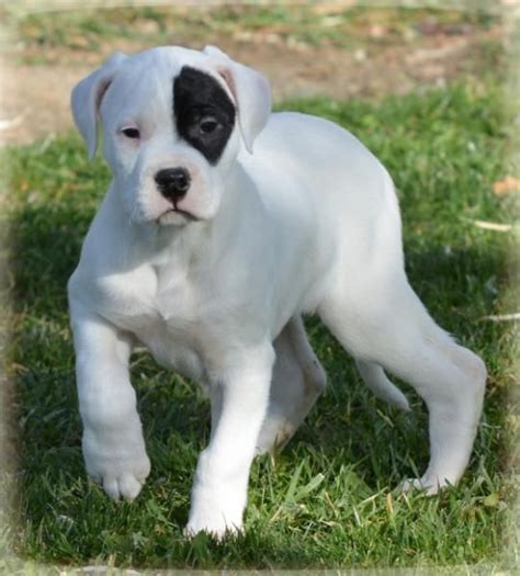 Argentine Dogo Puppies For Sale | Birmingham, AL #262325