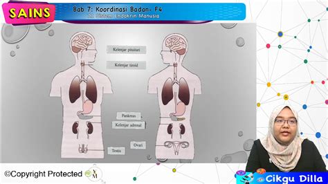 F4sains07 01 Koordinasi Badan Sistem Endokrin Manusia Jom Tuisyen