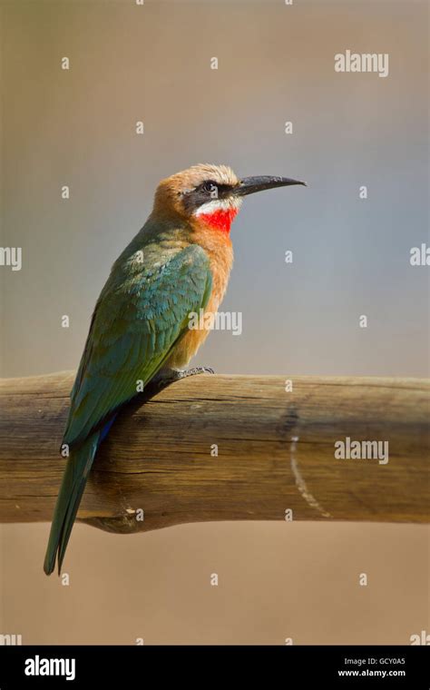 White Fronted Bee Eater Merops Bullockoides On A Twig Kruger