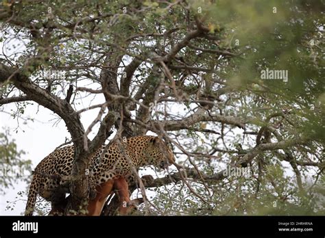 Young Leopard in a tree in South Africa Stock Photo - Alamy