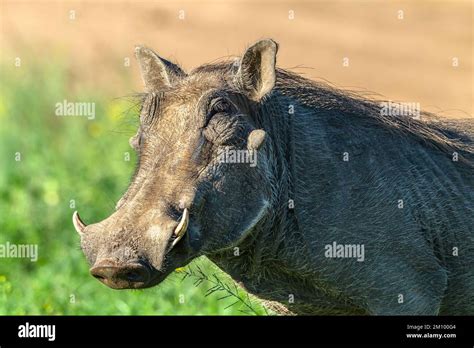 Warthog Male Closeup Portrait Head Body Detail Late Afternoon In