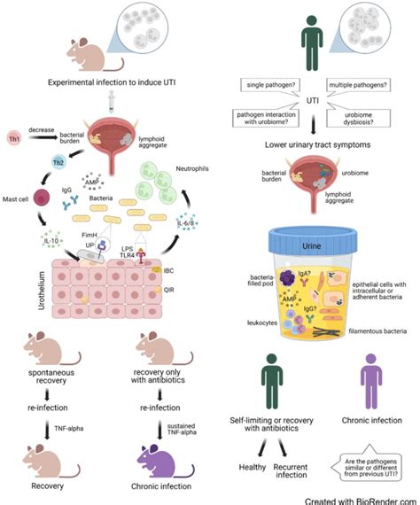 Urinary Tract Infection Pathophysiology Diagram