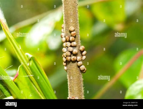 Luna or moon velvet moth - Actias luna - eggs from female deposited on ...