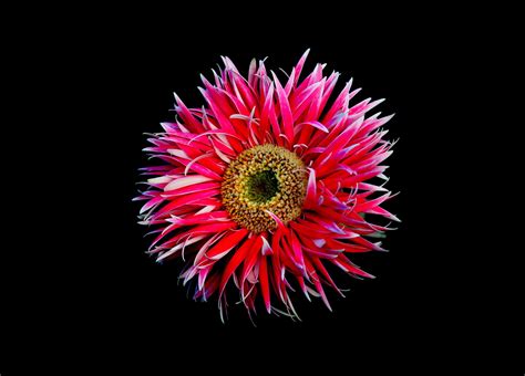pink daisy  black  stock photo  vecteezy