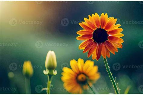 sunflower, yellow, flower, field, green, nature, nature wallpaper ...