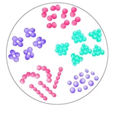 Cocci Bacteria Under Microscope