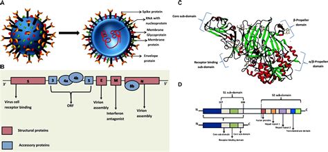 Coronavirus Helical - Alert Nation