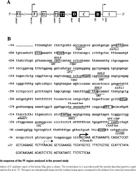 Figure 1 From Expression Of The Human Oestrogen Receptor Alpha Gene Is