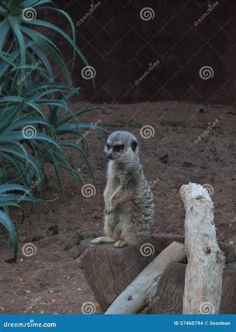 Animal In Perth Zoo Australia Stock Photo Image Of Monkey Viverridae