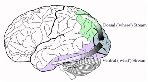 Occipital Lobes Impact Per Brain Area Braininjury