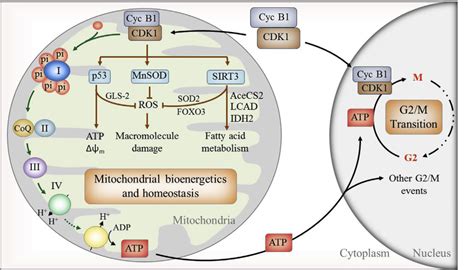 Figure 1 From Cyclin B1 CDK1 Regulated Mitochondrial Bioenergetics In