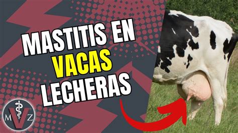 Mastitis En Vacas Lecheras Youtube