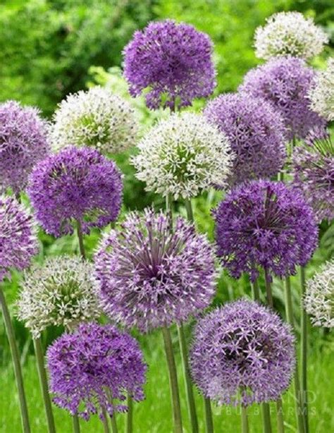 Tall Purple Bulb Flowers Allium Bulbs Fall Flower Bulbs The Flower