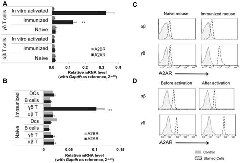 Real Time Rt Pcr Analysis Of A2ar And A2b Transcripts Among Total Rna Download Scientific