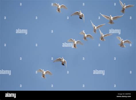 White Doves Flying Stock Photo Alamy