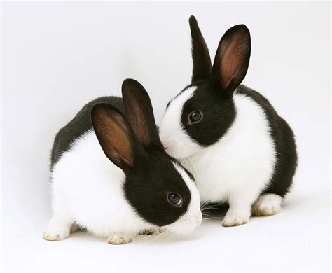 Baby Black-and-white Dutch Rabbits Photograph by Jane Burton - Fine Art America