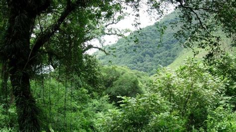 Salta Tiene La Mayor Porci N De Bosques Y Biodiversidad De Toda La