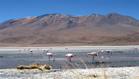 Tour Laguna De Salinas Arequipa Full Day Tour And Trekking In Salinas