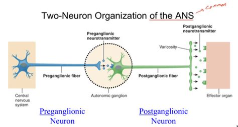 Somatic And Autonomic Nervous Systems Chap 18 Flashcards Quizlet