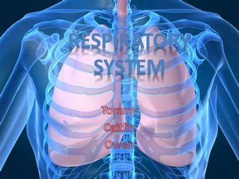 Ppt Respiratory System Powerpoint Presentation Free Download Id