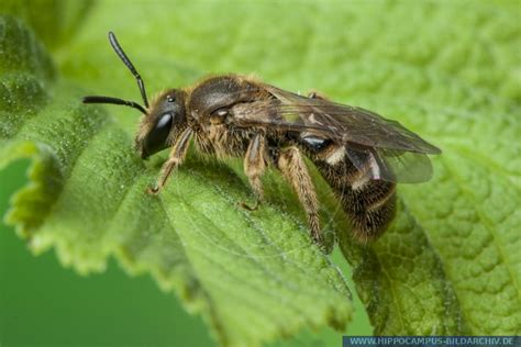 Lasioglossum Spec A Alias Hippocampus Bildarchiv