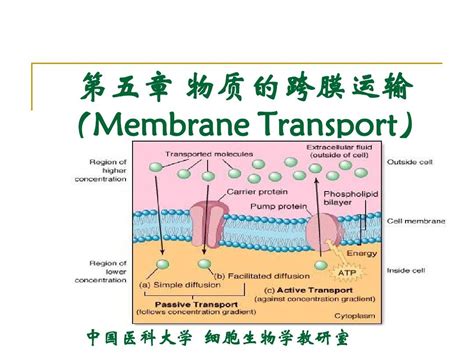 4 细胞膜的分子生物学 物质的跨膜运输 word文档在线阅读与下载 免费文档