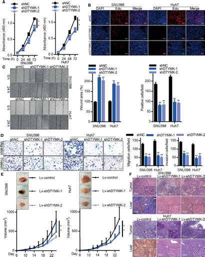 Frontiers Mir B P Regulates The Expression Of Dtymk To Drive