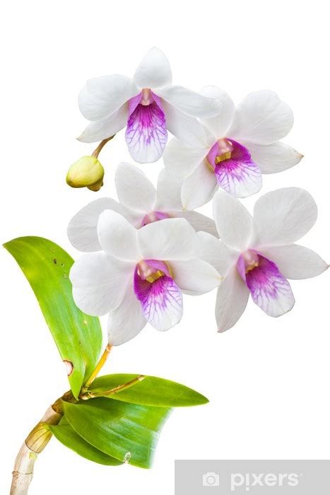 Fotobehang Witte Thaise Orchidee N Bloemen Pixers Nl