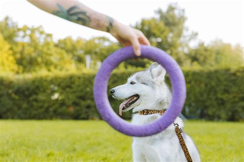 A Dog on a Leash · Free Stock Photo