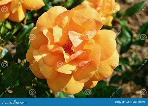 A Gold Rose In A Sunny Garden Golden Beauty Is A Yellow Floribunda Rose By Kordes Stock Image