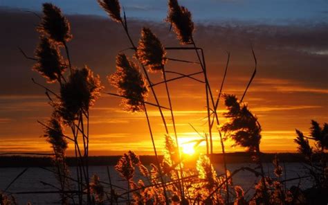 Grass Silhouettes Sunset Dark Horizon Trees Background 4k Hd Dark Background Wallpapers Hd