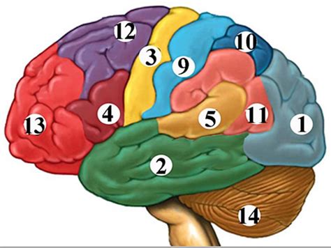 Neuroanatomy 1 Surface Anatomy Diagram Quizlet