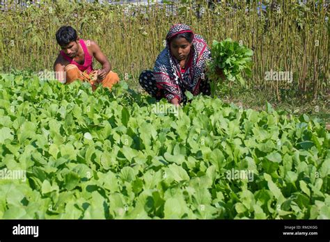 Bangladesh agriculture hi-res stock photography and images - Alamy