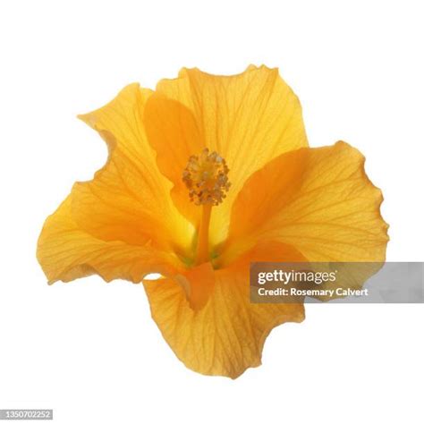 Yellow Hibiscus Flower Isolated On White Background Photos And Premium