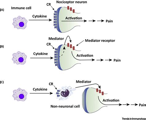 Immune Cytokines And Their Receptors In Inflammatory Pain Trends In