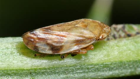 Meadow Spittlebug Philaenus Spumarius North American Insects Spiders