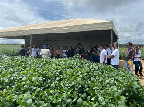 Abrapa Promove Dia De Campo Para Debater Mancha Alvo Em Goi S Abrapa