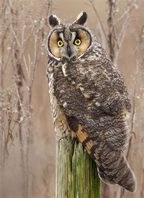 Long-eared Owl | BirdNote