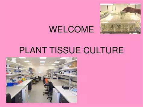 Ppt Welcome Plant Tissue Culture Powerpoint Presentation Free Download Id 4001903