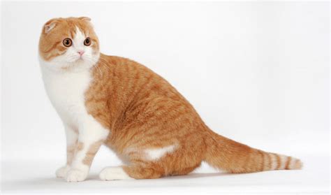 Scottish Fold Highland Fold Cat Breed Information