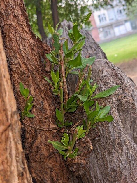 Un tronco de árbol con una planta verde que crece fuera de él Foto