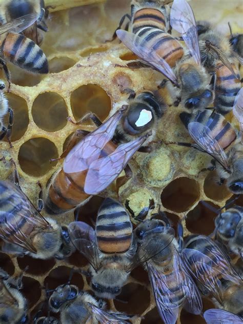 Northern Mated Carniolan Queen Bee – Chautauqua Apiary